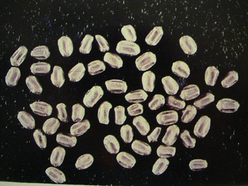 Drywood Termite fecal pellets lg.gif