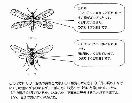 羽アリの区別 001 (2).jpg